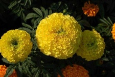 image of flower