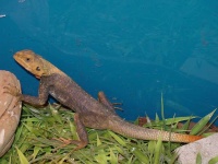 image of agama
