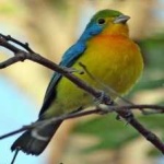 image of bird