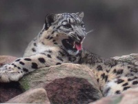 image of snow_leopard