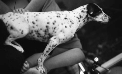 image of dalmatian