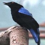 image of bird