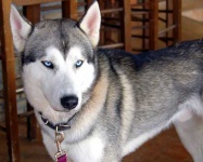 image of eskimo_dog #8