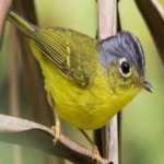 image of bird