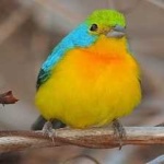 image of bird