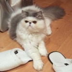 image of animal