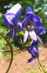 image of flower