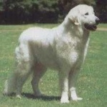 image of kuvasz