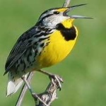 image of eastern_meadowlark #1