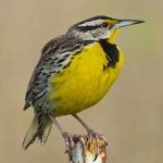 image of eastern_meadowlark #10