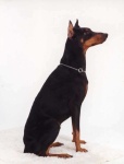 image of doberman