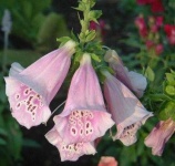 image of flower