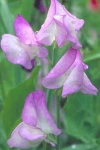 image of flower