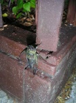 image of cicada