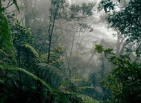 image of rainforest