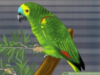image of parrot #32