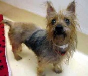 image of australian_terrier