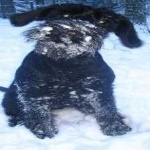 image of animal