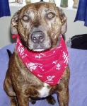 image of staffordshire_bullterrier