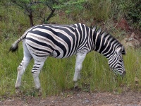 image of zebra #8