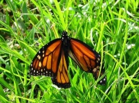 image of monarch #4