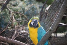 image of macaw