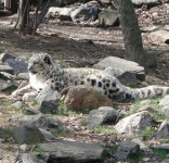 image of snow_leopard