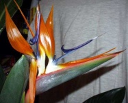 image of bird_of_paradise_flower #69