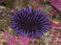 image of sea_urchin #31