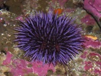 image of sea_urchin
