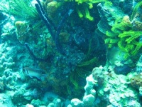 image of coral_reef #28