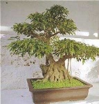 image of bonsai #25