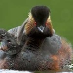 image of bird