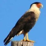 image of bird