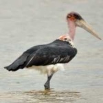 image of bird