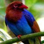 image of bird