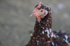 image of hen