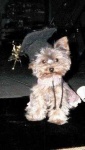 image of yorkshire_terrier