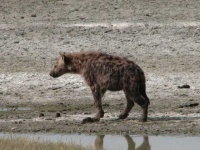 image of hyena