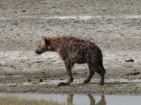 image of hyena #4