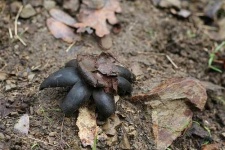 image of earthstar #25