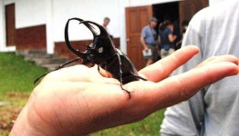 image of rhinoceros_beetle #3