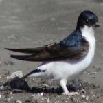 image of bird
