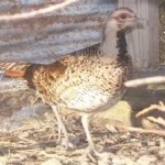 image of bird
