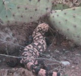 image of banded_gecko