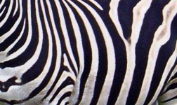image of texture