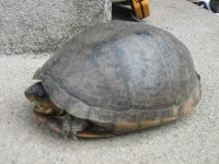 image of mud_turtle