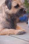 image of border_terrier #13