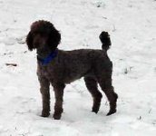 image of standard_poodle