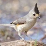 image of bird